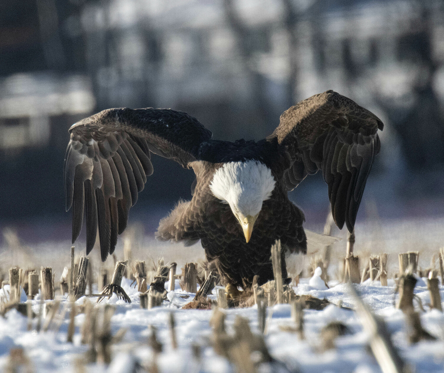 February 22 - A bald eagle lands near a deer carcass in East Hampton on February 17. The carcass attracted several juvenile bald eagles as well.     DOUG KUNTZ