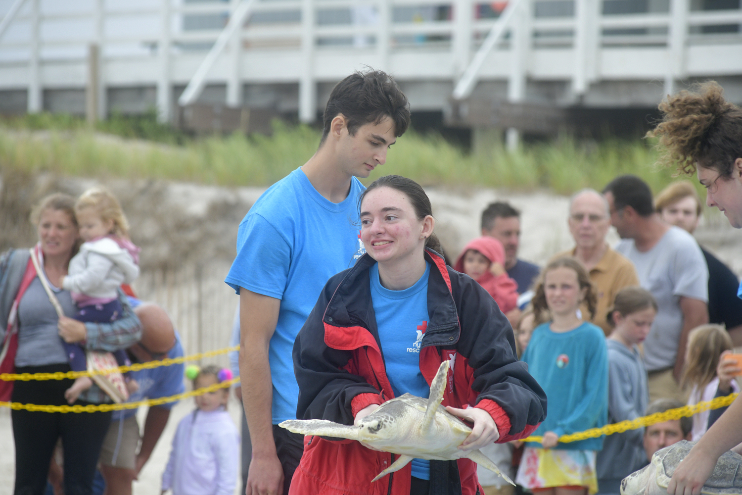 August 15 - The New York Marine Rescue
Center released a total of six sea turtles — four Kemp’s ridleys and two green sea turtles — on August 8 at Tiana Beach in Hampton Bays. Despite the chilly, foggy weather, the turtles were anxious to get back home. DANA SHAW