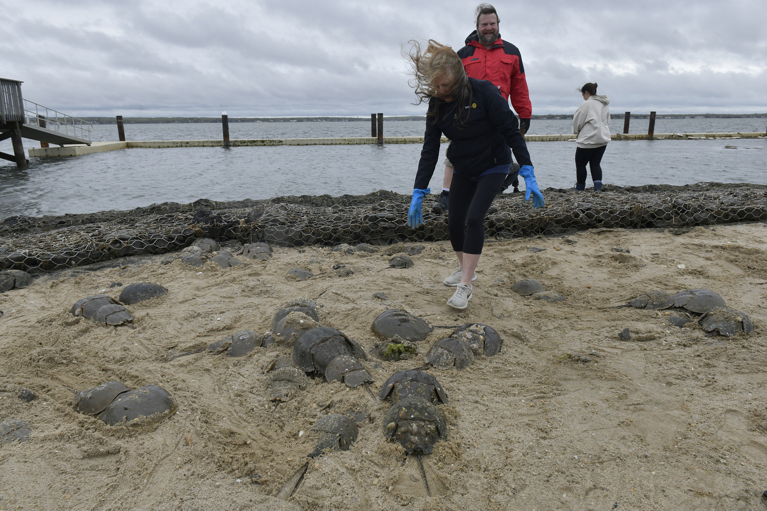 May 16 - Volunteers answered a call for help from Carolyn Munaco to help move stranded horseshoe crabs over a rock and metal barrier at the Tiana Bayside Facility in Hampton Bays on May 10.  DANA SHAW