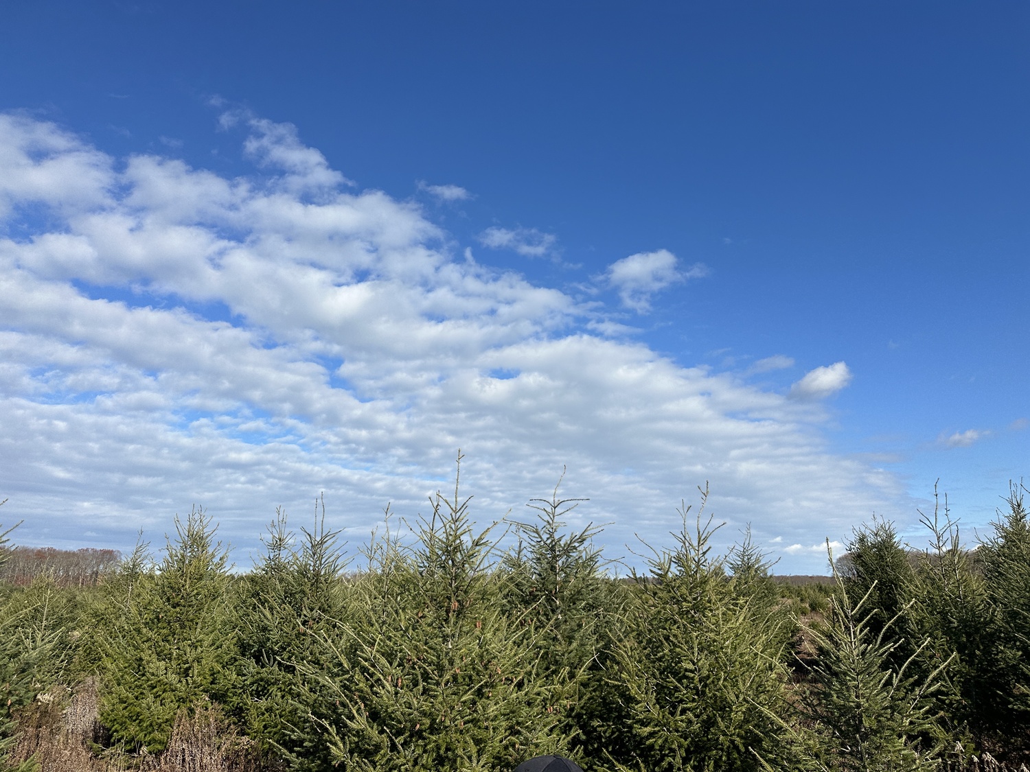 At the Lewin Farms cut-your-own Christmas tree farm in Calverton.  BRENDAN J. O'REILLY