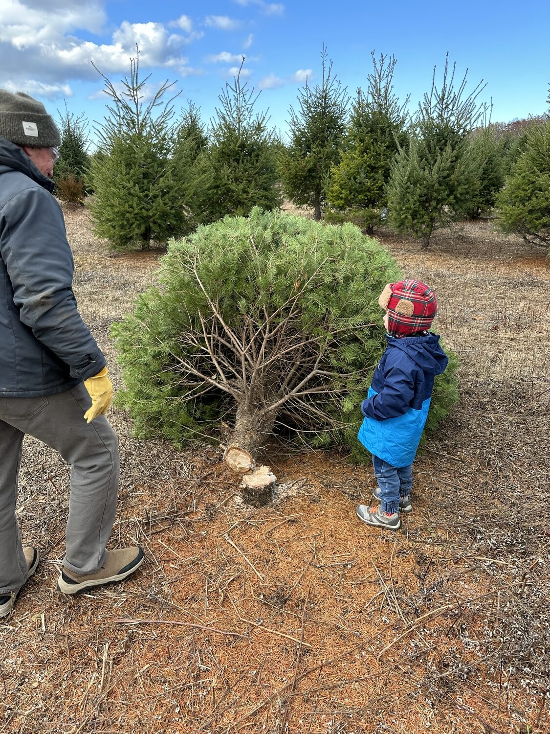 At the Lewin Farms cut-your-own Christmas tree farm in Calverton.  BRENDAN J. O'REILLY