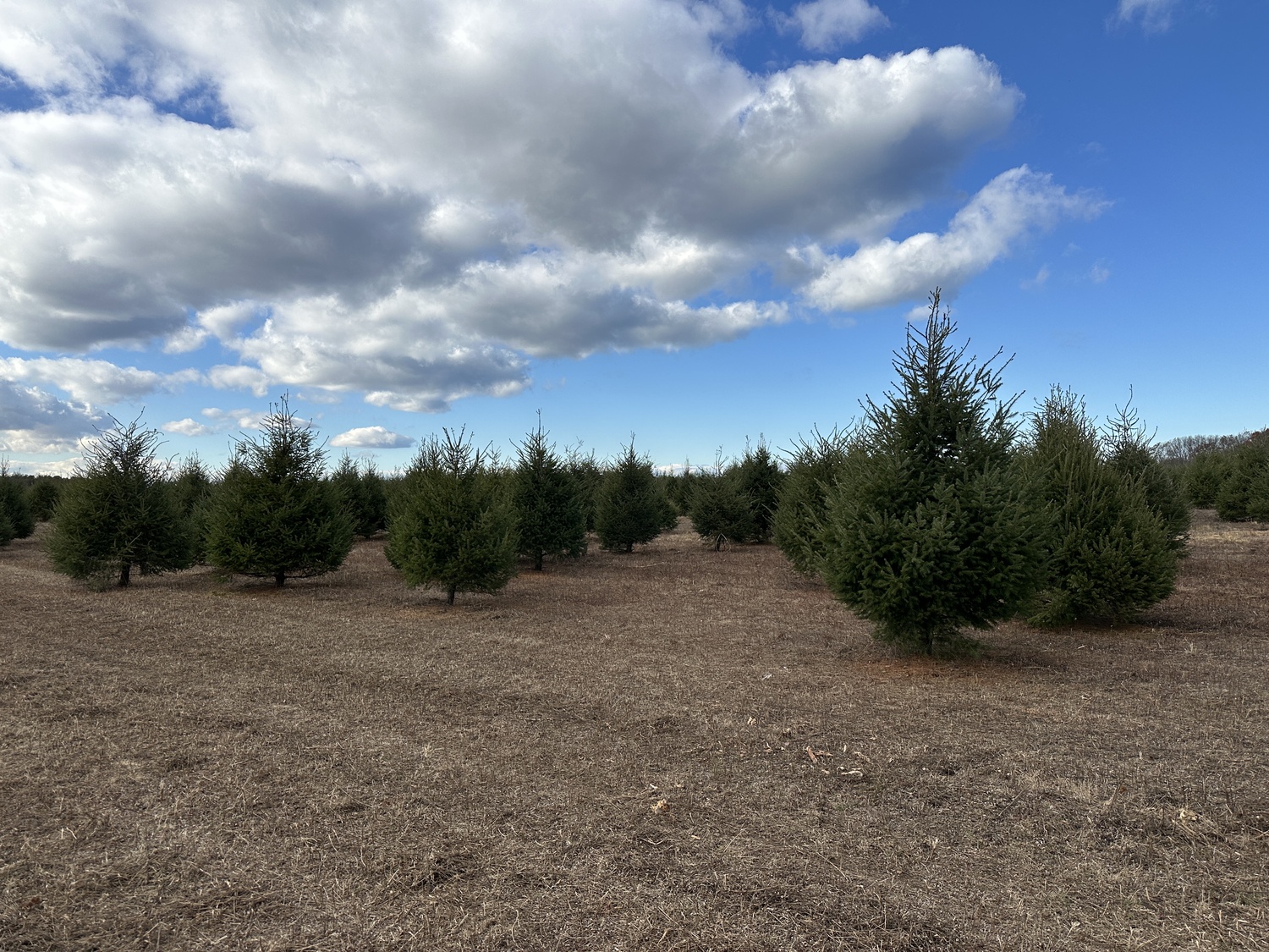 At the Lewin Farms cut-your-own Christmas tree farm in Calverton.  BRENDAN J. O'REILLY