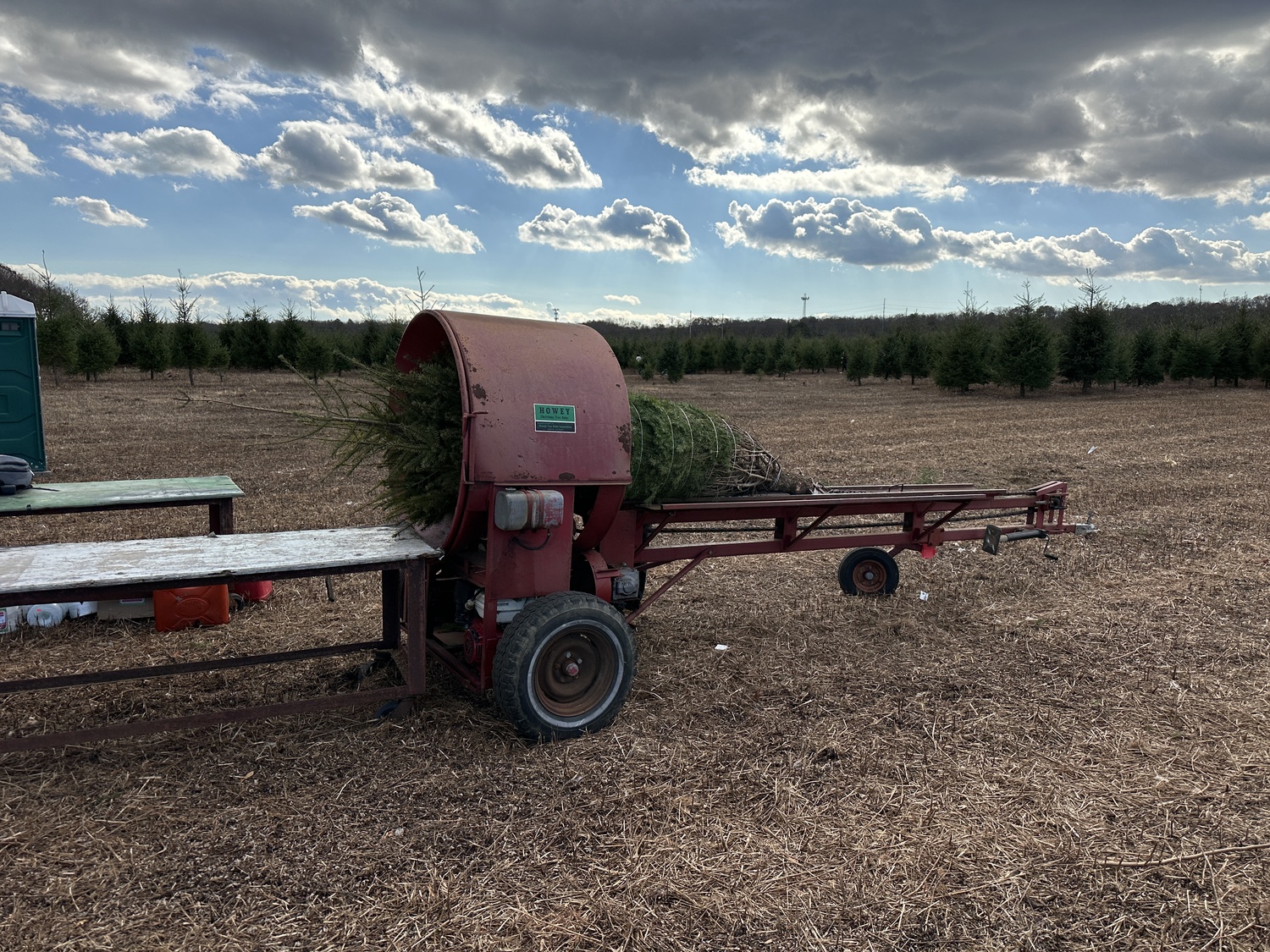 At the Lewin Farms cut-your-own Christmas tree farm in Calverton.  BRENDAN J. O'REILLY