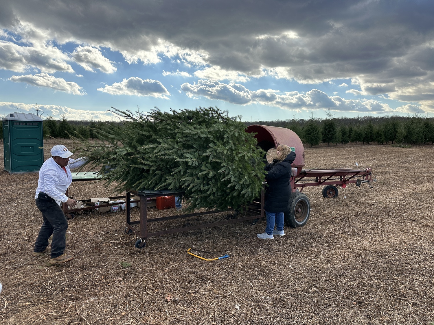 At the Lewin Farms cut-your-own Christmas tree farm in Calverton.  BRENDAN J. O'REILLY