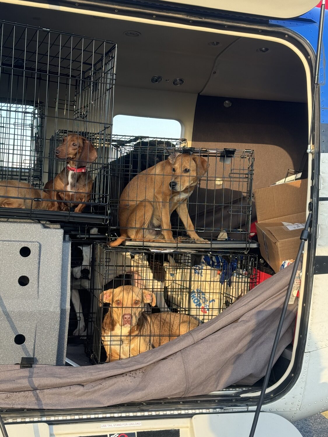 Pilots to the Rescue brought several dogs up north last week. COURTESY MODERN AVIATION/PILOTS TO THE RESCUE