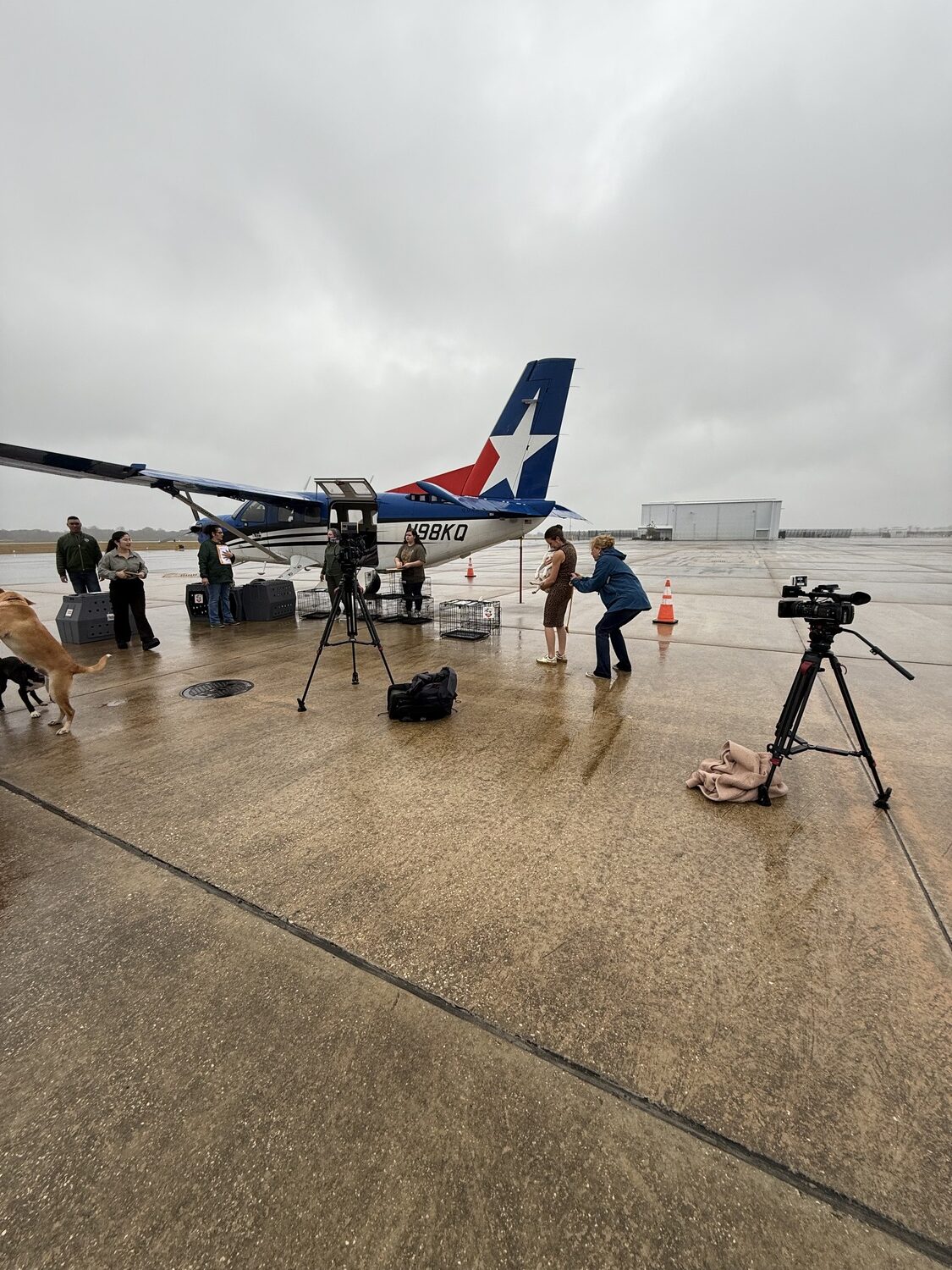 Pilots to the Rescue brought several dogs up north last week. COURTESY MODERN AVIATION/PILOTS TO THE RESCUE