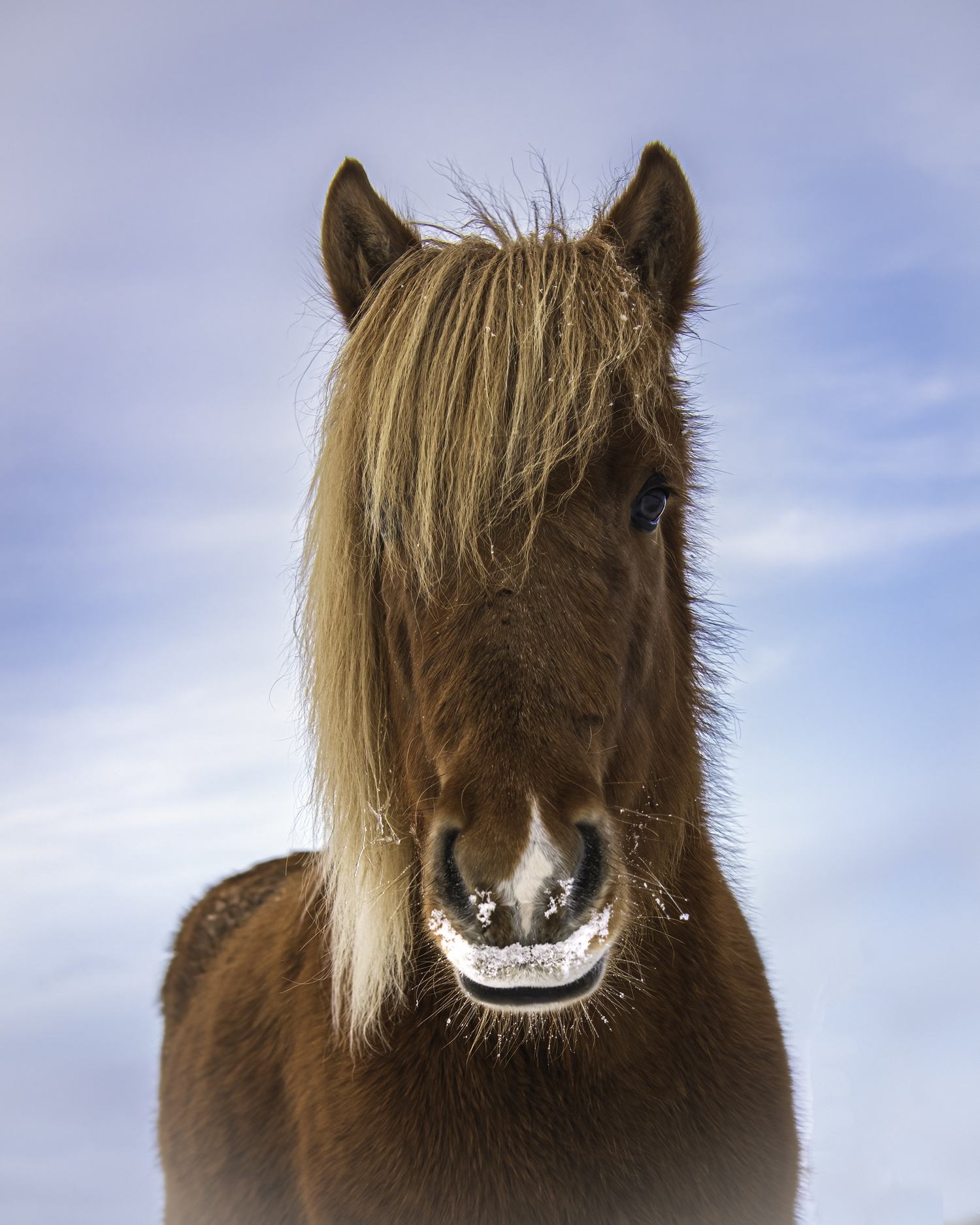 A friendly smiling Icelandic horse.