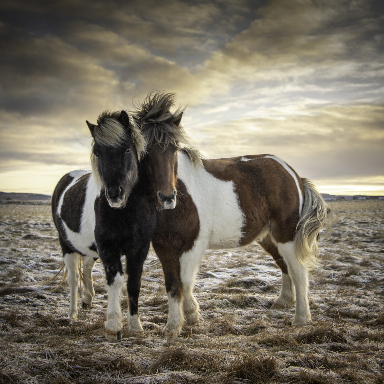 Friendly Iclandic horses.