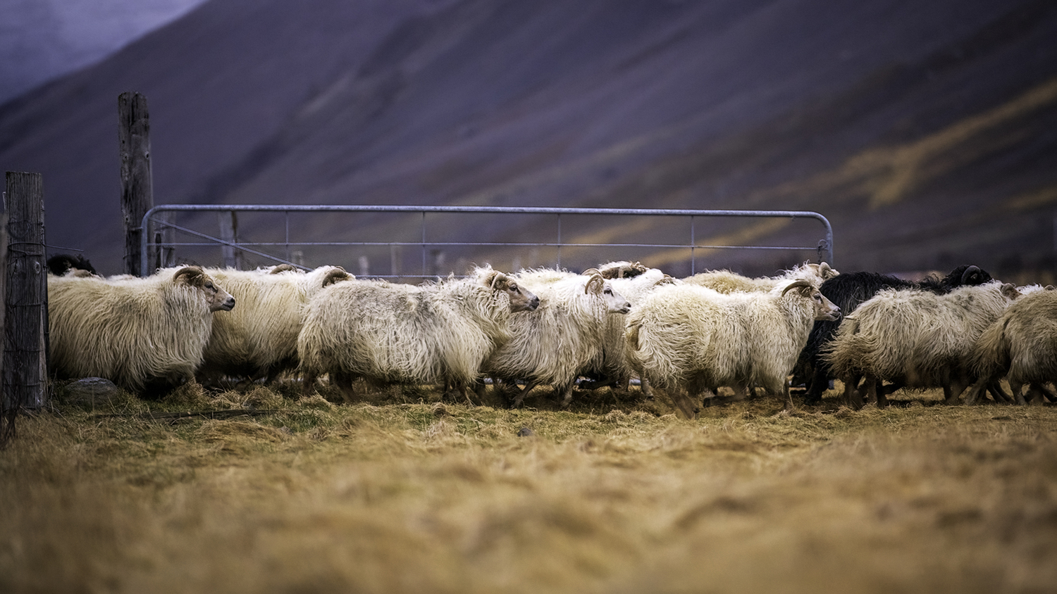 A sheep herd.