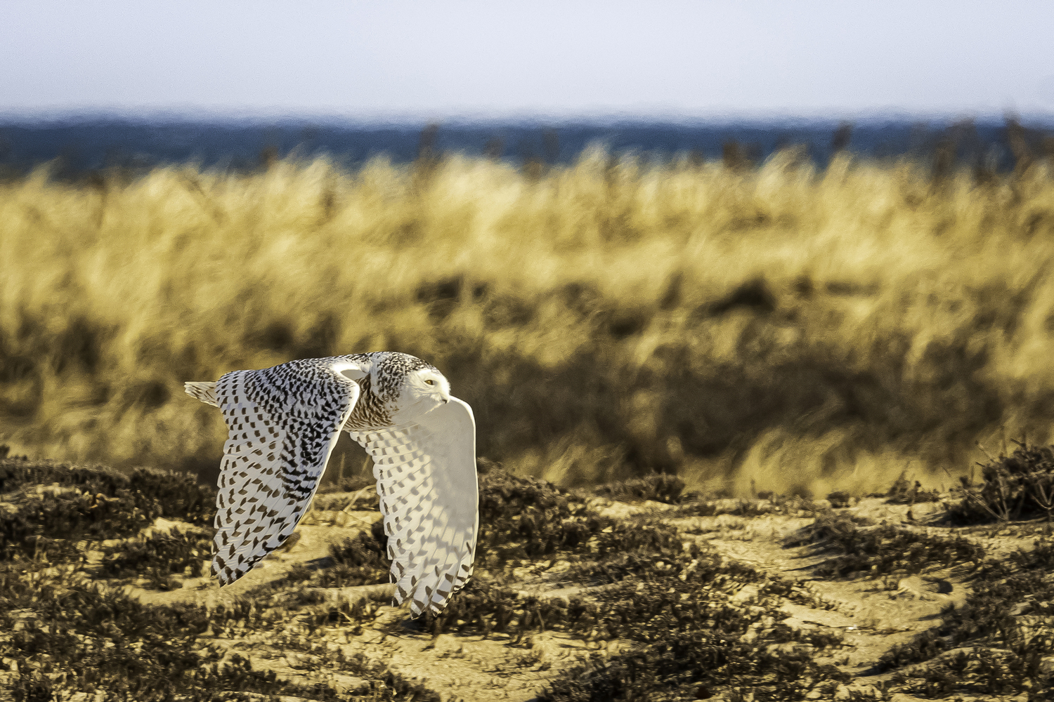 A snowy owl in local dunes.   MARIANNE BARNETT