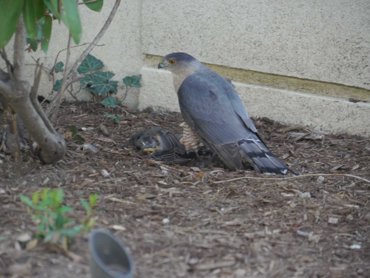 A sharp-shinned hawk, or 