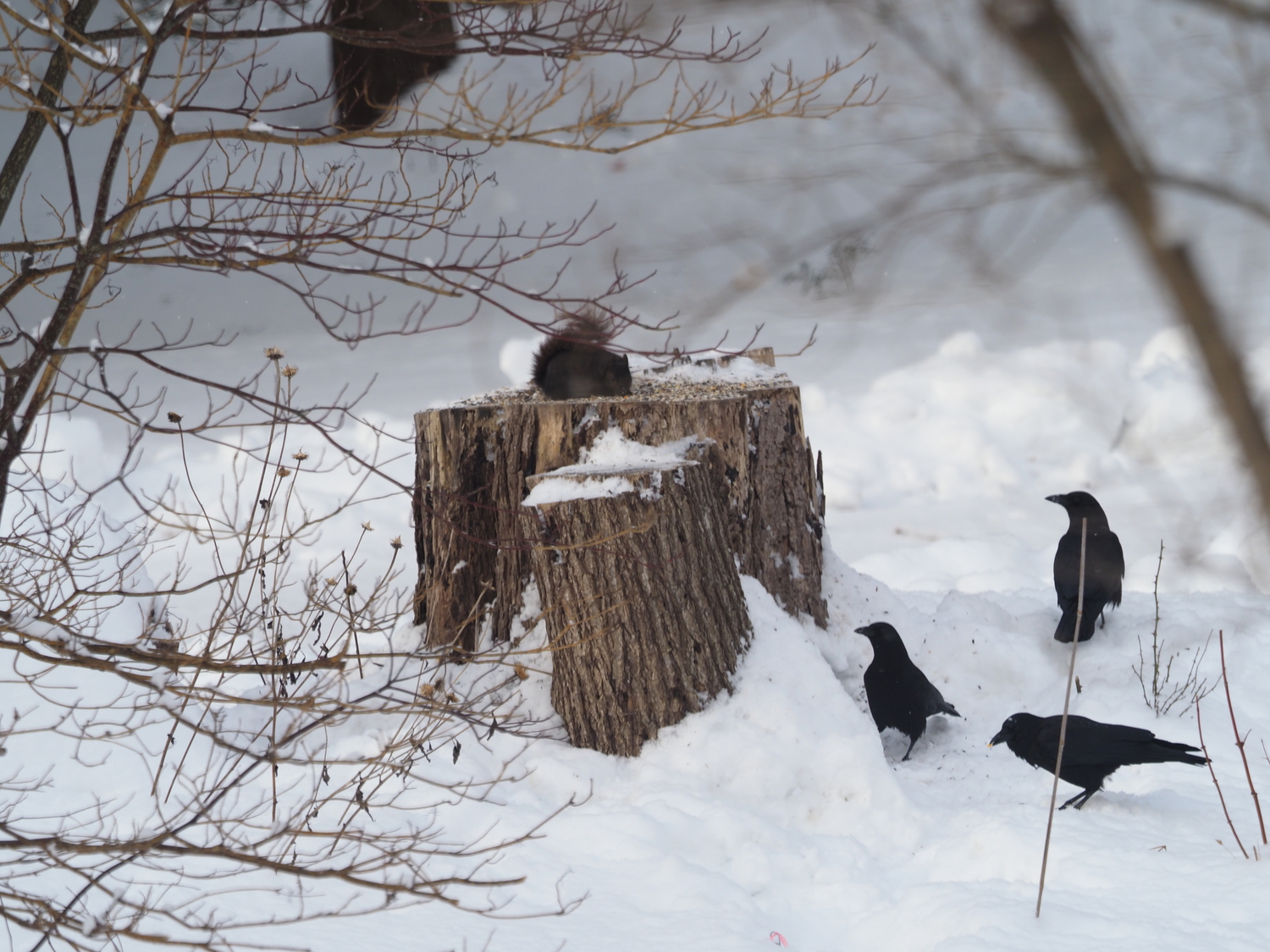 Crows will never challenge a gray squirrel (this one is black) at the stump feeder. ANDREW MESSINGER