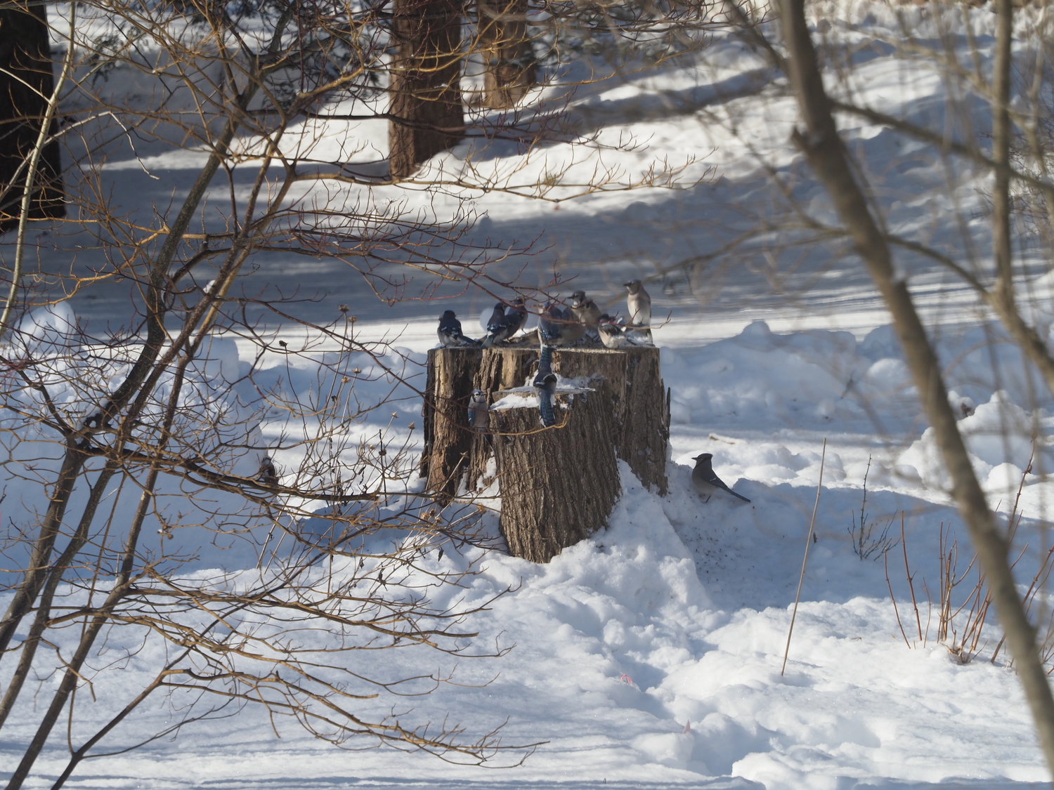 A band of blue jays dominates the stump, not allowing anyone else to feed at the same time.  ANDREW MESSINGER