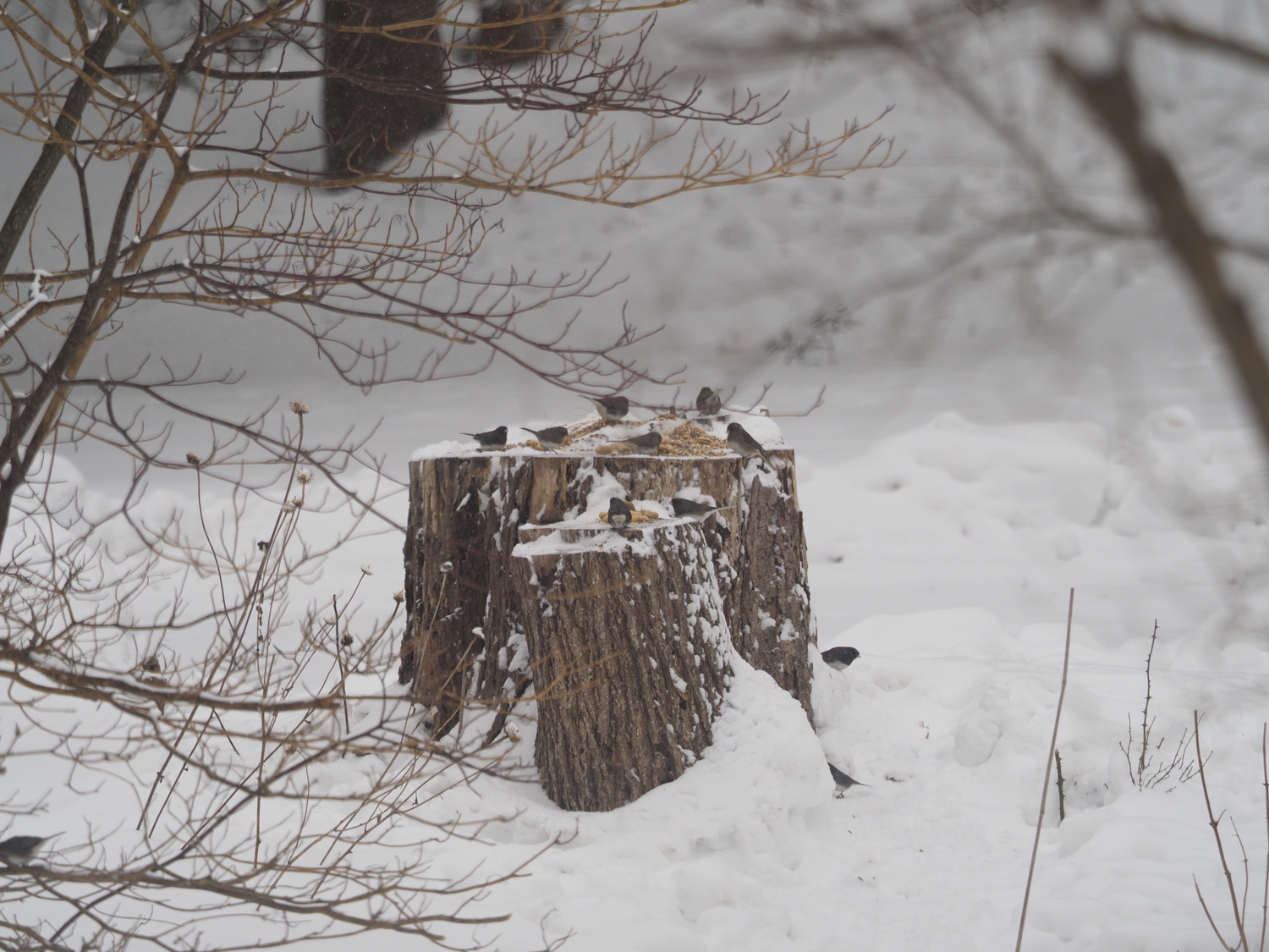 Juncos are among the first birds to arrive in the morning. They start on the stump, but as other birds arrive they drop down and feed on what’s dropped in the snow. ANDREW MESSINGER