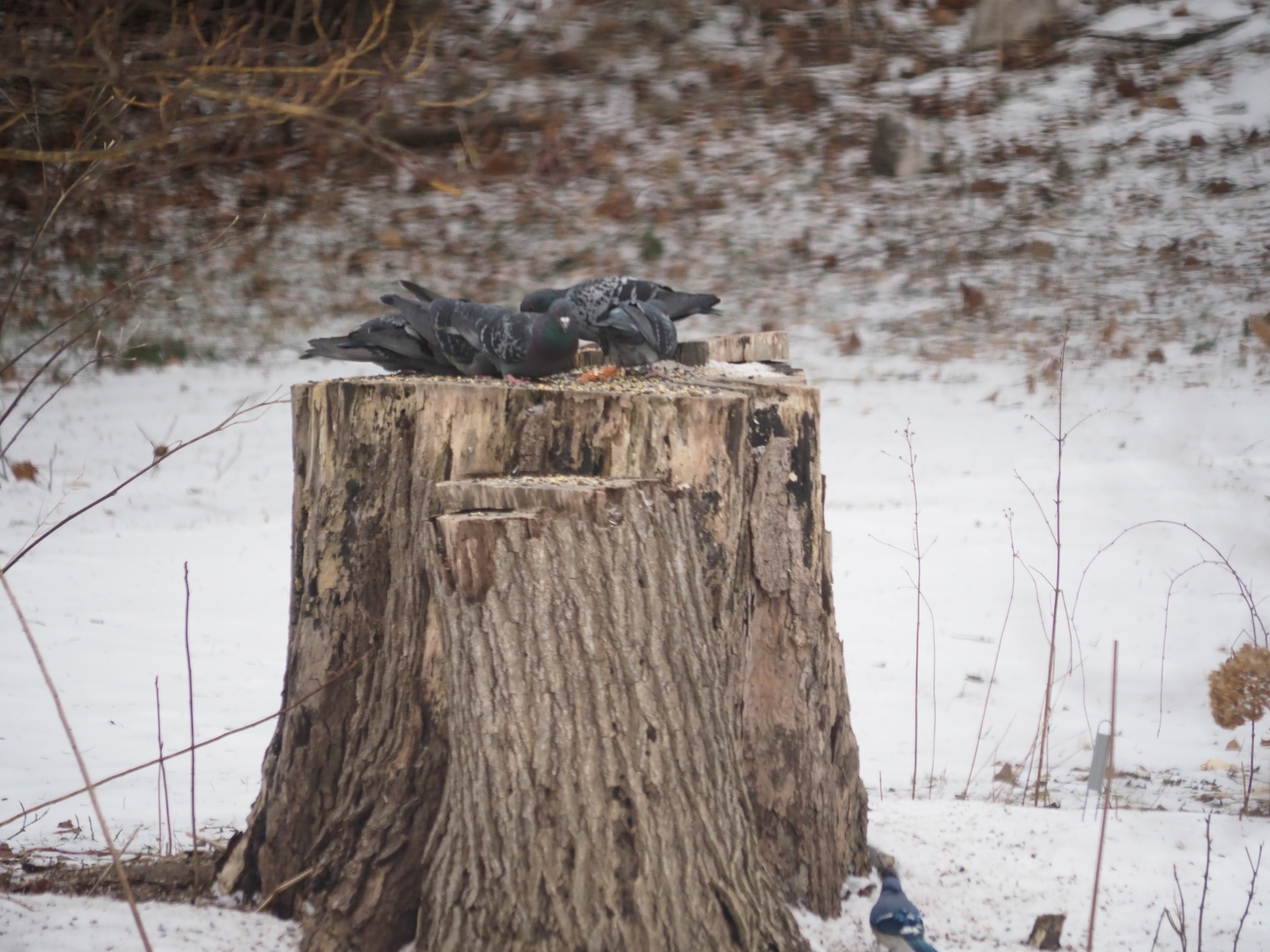 The pigeons come and go all day and are also favorite hawk food. ANDREW MESSINGER