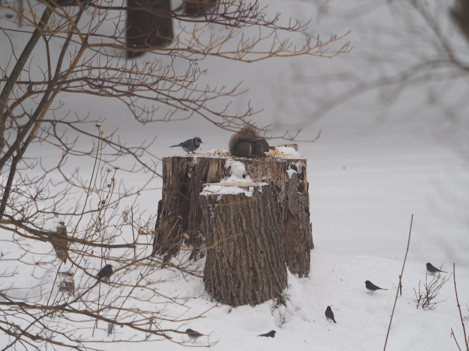 The jay on the left appears to have a corn kernel in its beak while the squirrel is shelling sunflowers.The juncos on the ground look for millet seed pushed off the stump buy the other birds. ANDREW MESSINGER