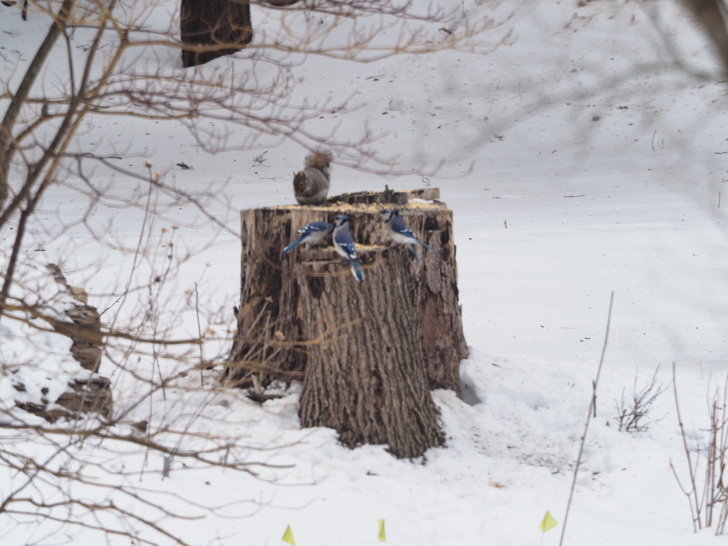 This squirrel keeps his distance from the jays to avoid a scuffle that the squirrels always win. ANDREW MESSINGER