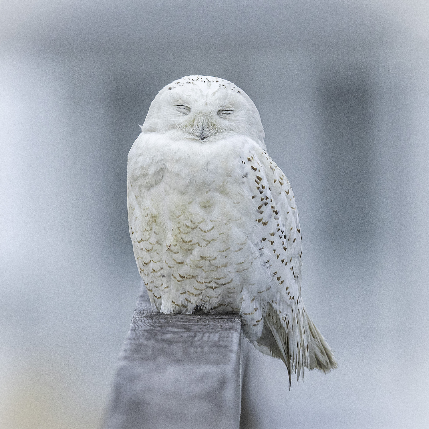 A resting snowy owl.   MARIANNE BARNETT