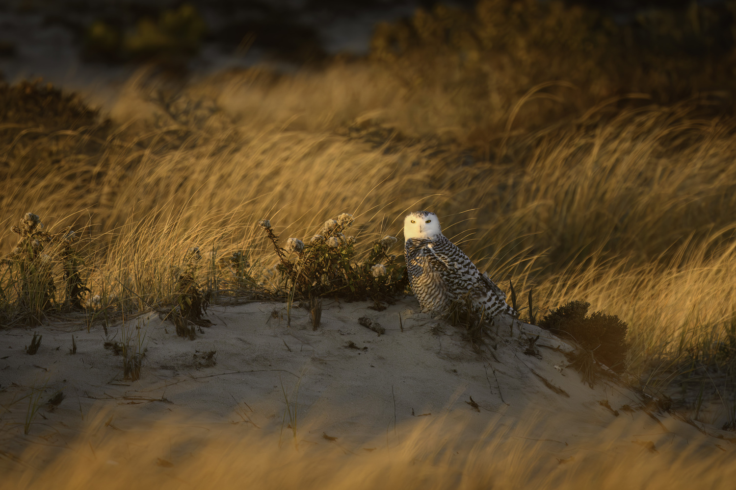 A snowy owl in local dunes.   MARIANNE BARNETT