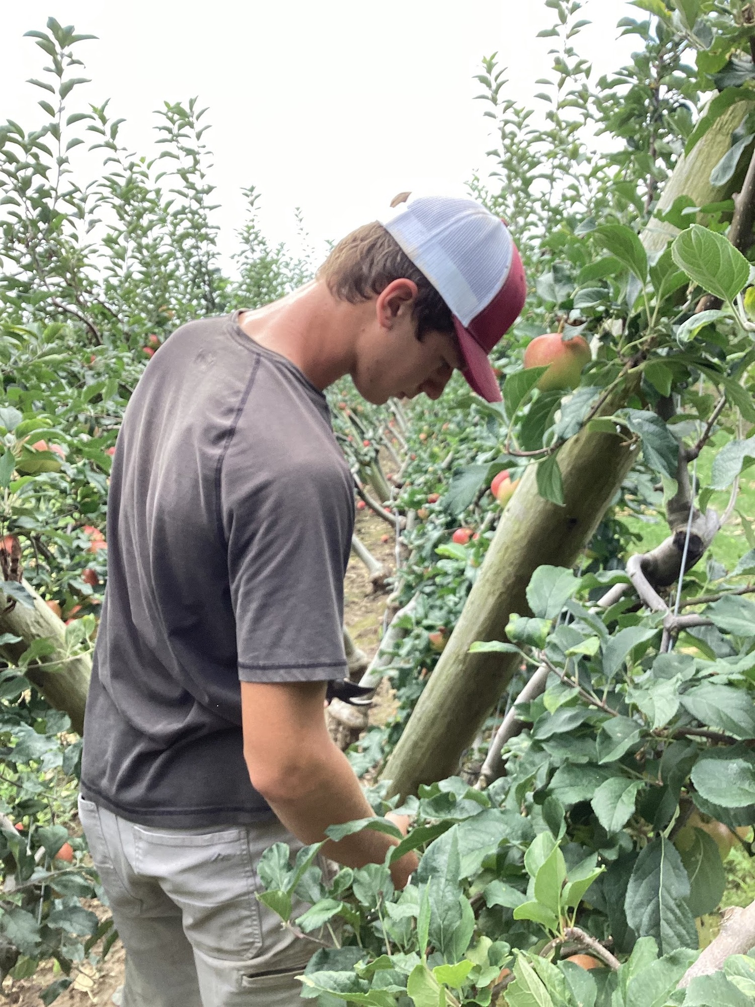 Southampton High School junior William Dupree participates in the work-based learning program at Milk Pail Orchard in Water Mill. COURTESY SOUTHAMPTON UNION FREE SCHOOL DISTRICT