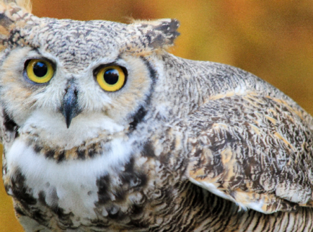 Owls of Long Island Lecture