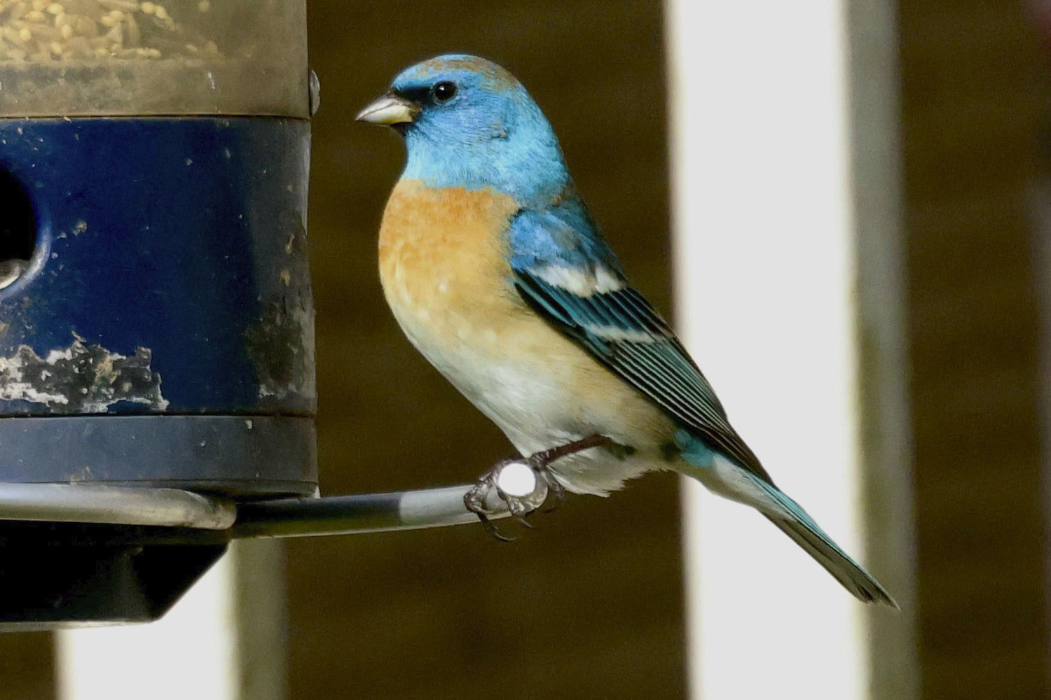 April 25 - Crowds gathered outside Meigan Madden Rocco’s home in Flanders, eager to catch a glimpse of the rare Lazuli bunting that has been showing up to her bird feeder the last few days. MACK CHITULESCU