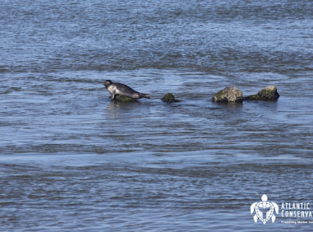 AMSEAS Seal Walk & Beach Cleanup at Cupsogue County Park