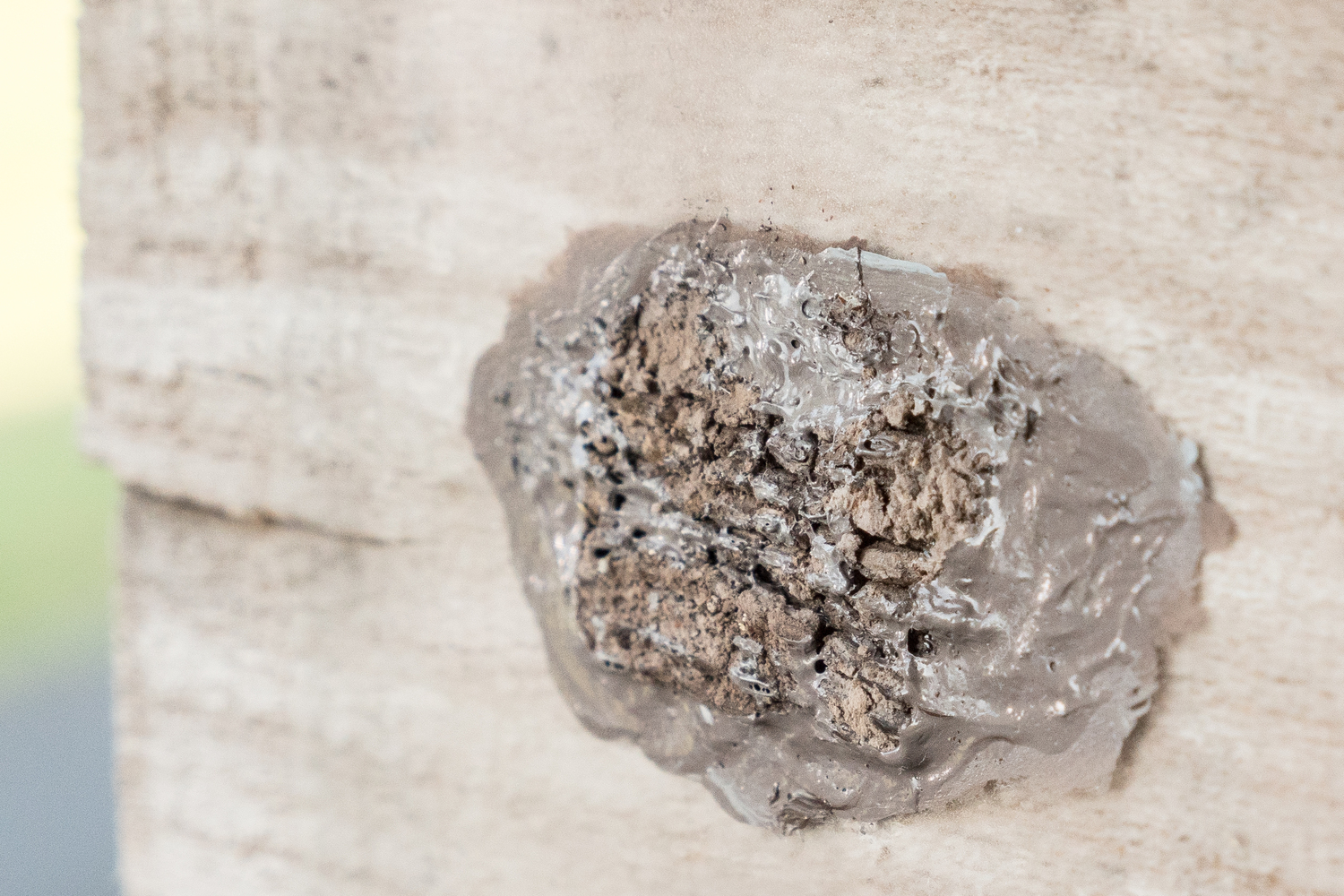 Spotted lanternfly egg mass. USDA PHOTO BY LANCE CHEUNG