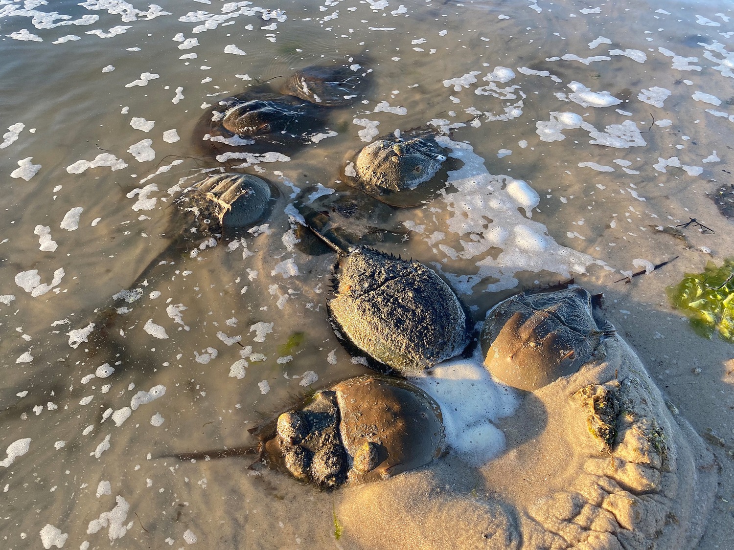 Horseshoe crabs spawn along the shorelines of Long Island's bays each spring and are harvested by the tens of thousands for use as bait and in medical experiments. Governor Kathy Hochul this week vetoed a law approved by the state legislature that would have banned the commercial harvest of the crabs entirely. DANA SHAW