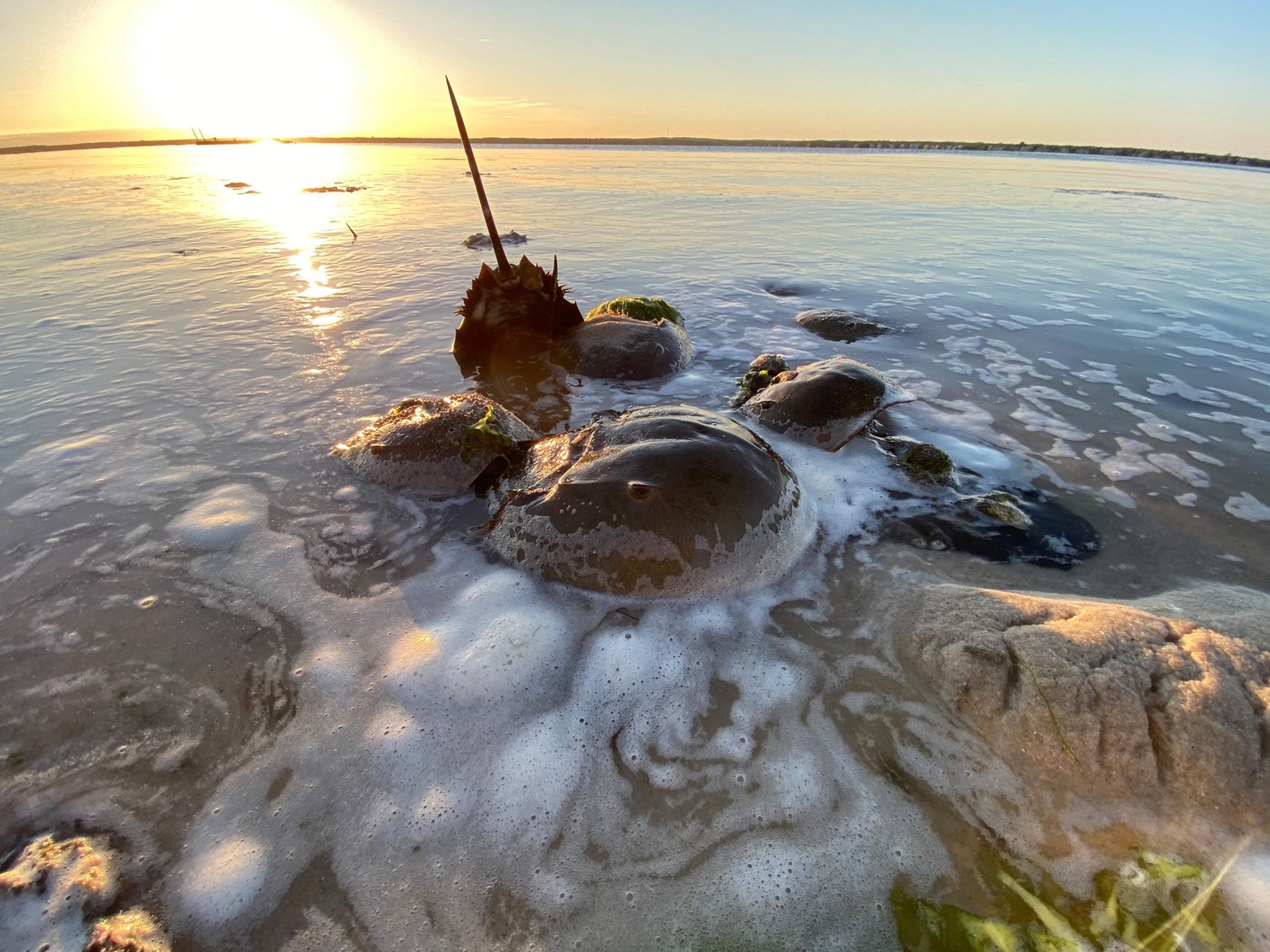 Horseshoe crabs spawn along the shorelines of Long Island's bays each spring and are harvested by the tens of thousands for use as bait and in medical experiments. Governor Kathy Hochul this week vetoed a law approved by the state legislature that would have banned the commercial harvest of the crabs entirely. DANA SHAW