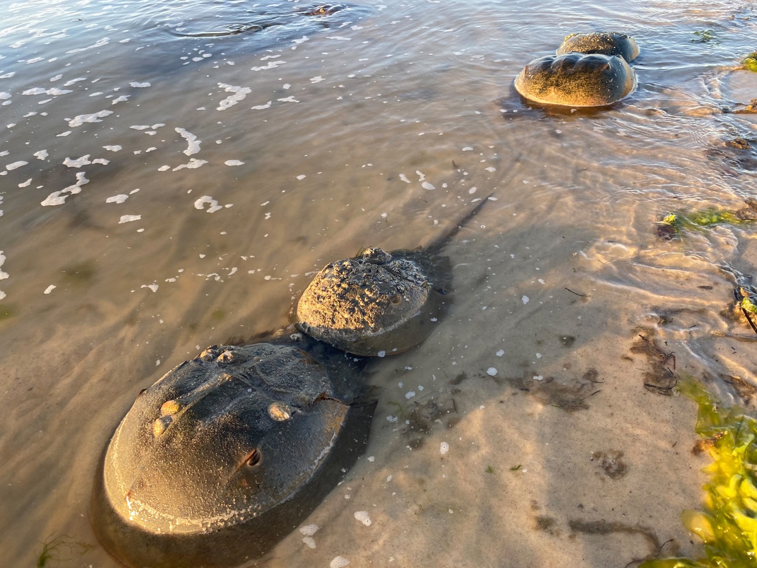 Horseshoe crabs spawn along the shorelines of Long Island's bays each spring and are harvested by the tens of thousands for use as bait and in medical experiments. Governor Kathy Hochul this week vetoed a law approved by the state legislature that would have banned the commercial harvest of the crabs entirely. DANA SHAW