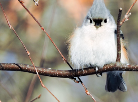 Frozen Feathers: Winter Birds of Long Island (Via Zoom)