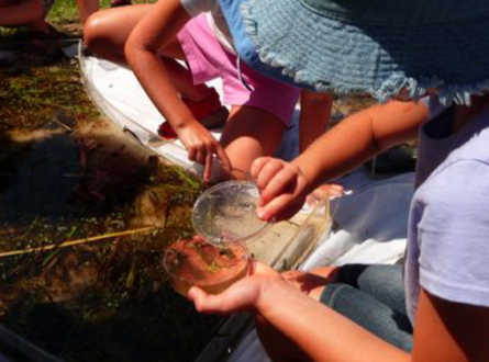 SOFO’s East End Outdoor Nature Education with Crystal at Calverton Ponds Preserve, Manorville