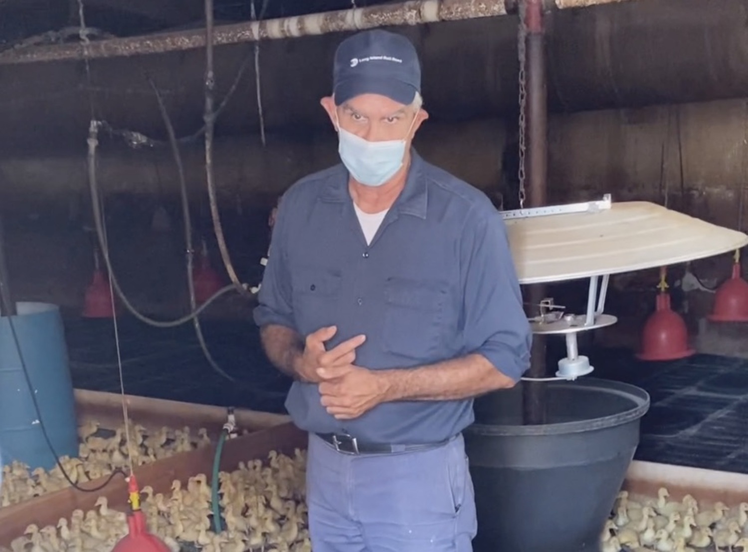 Doug Corwin surrounded by 4-day-old ducklings on his family’s Aquebogue duck farm, Long Island’s last. RiverheadLOCAL/ Denise Civiletti