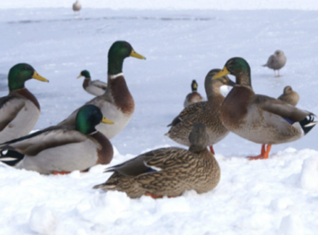 NYSOA Annual Winter Waterfowl Count