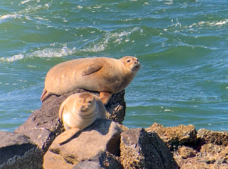 Seal Cruise, co-sponsored with CRESLI