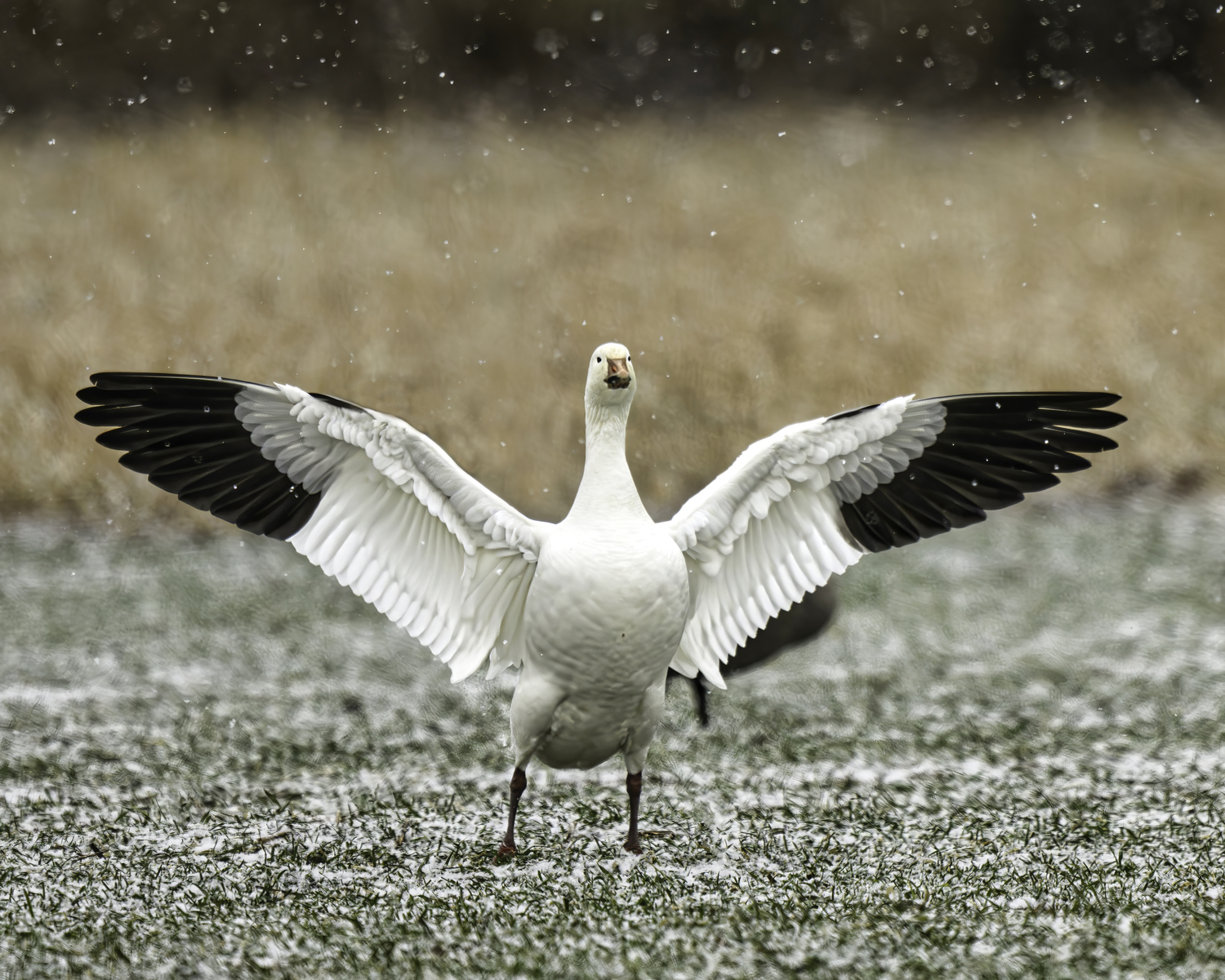 All hail the snow goose.   MARIANNE BARNETT