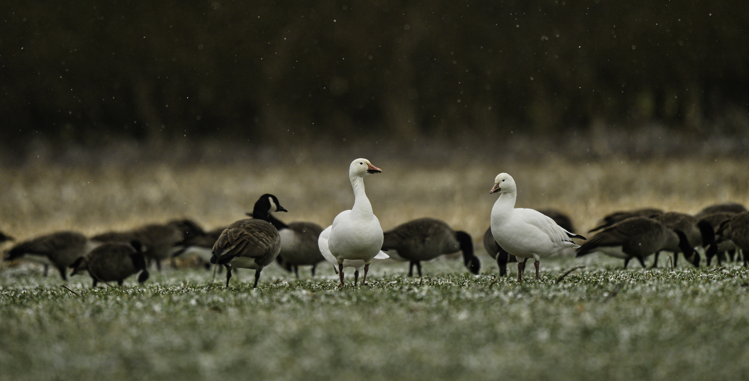 Birds of a feather...   MARIANNE BARNETT