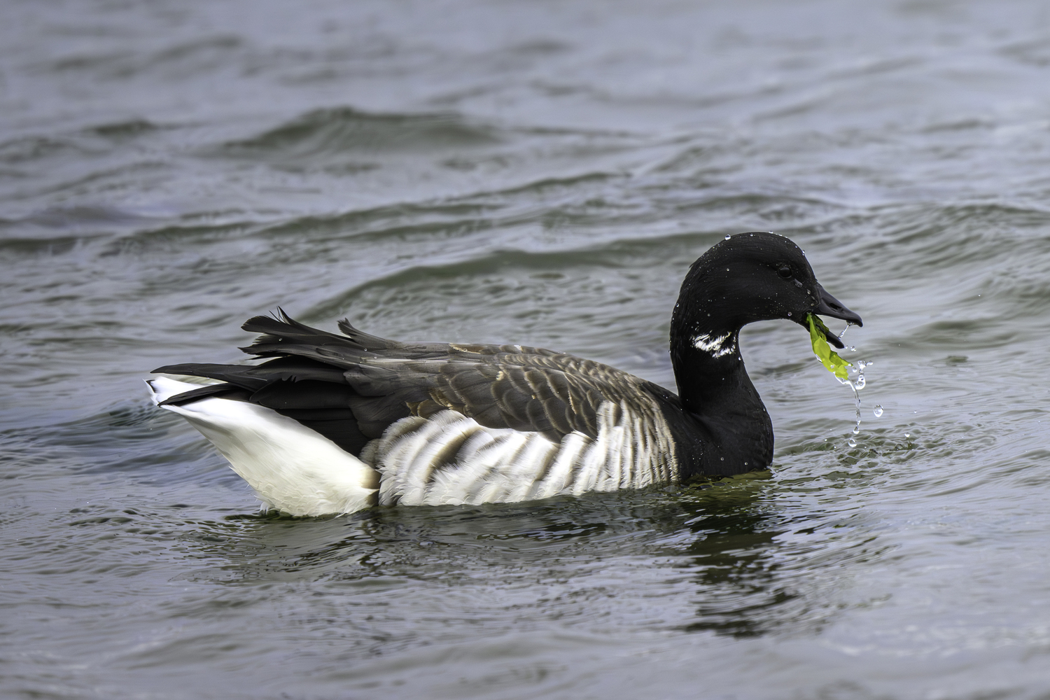 A Brant goose eating sea grass.   MARIANNE BARNETT