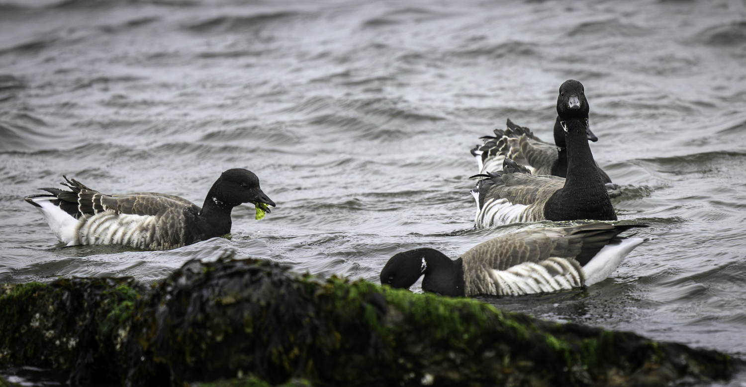 A group of four Brant geese foraging at the water's edge.  MARIANNE BARNETT