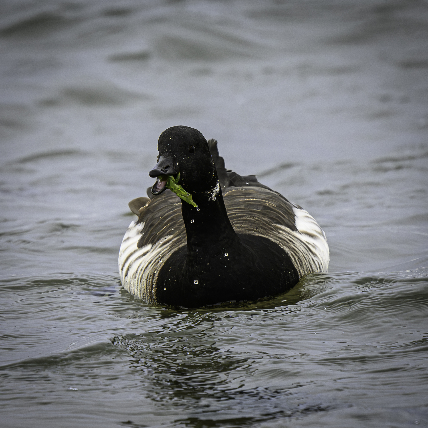 A Brant goose foraging on eelgrass.   MARIANNE BARNETT