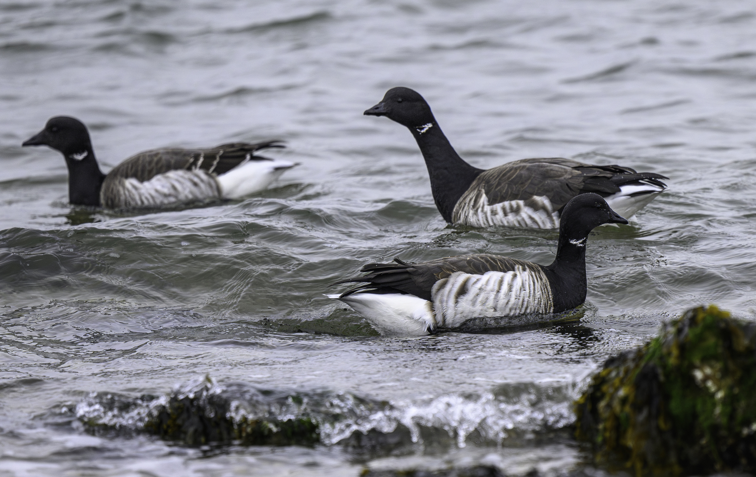 A group of three Brant geese feeding along Shinnecock County Park.  MARIANNE BARNETT