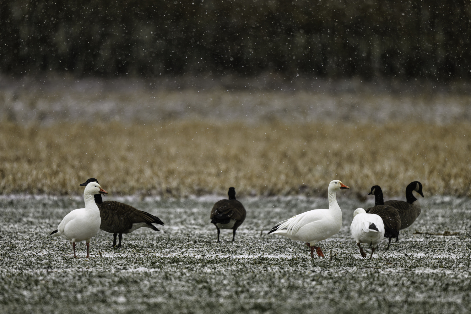 Commingling geese.    MARIANNE BARNETT