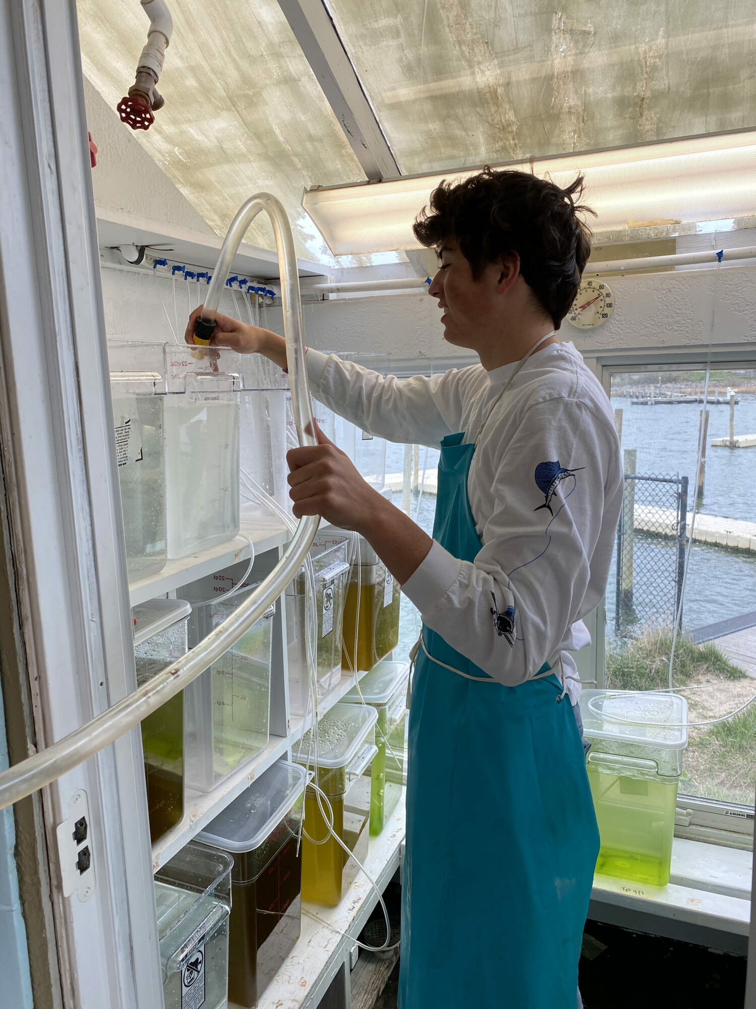 Historically, students from the Southampton School District have worked and volunteered at the Conscience Point Shellfish Hatchery. COURTESY ASHLEY OLIVER/FILE PHOTO