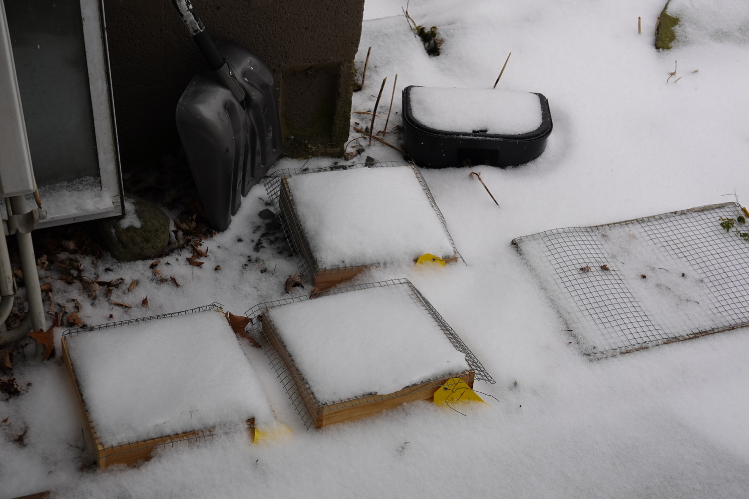 Four wooden seed flats with Trollius seed. The snow keeps the soil cold and hydrates the soil when it melts. The screen mesh keeps hungry rodents out of the flats. Yellow tags (on lower right corners) contain the information on what seed was sown and when.
ANDREW MESSINGER