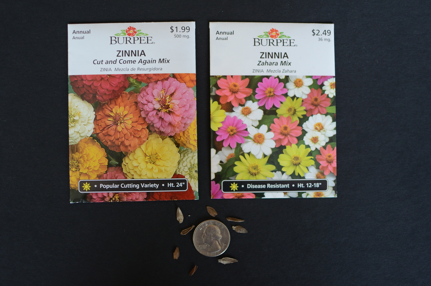 Zinnia seed is large enough so young and older gardeners will find the seed easy to handle and sow. Unlike other seeds there is no top or bottom to worry about.  Simply set a quarter of an inch into the soil or cover similarly.
ANDREW MESSINGER