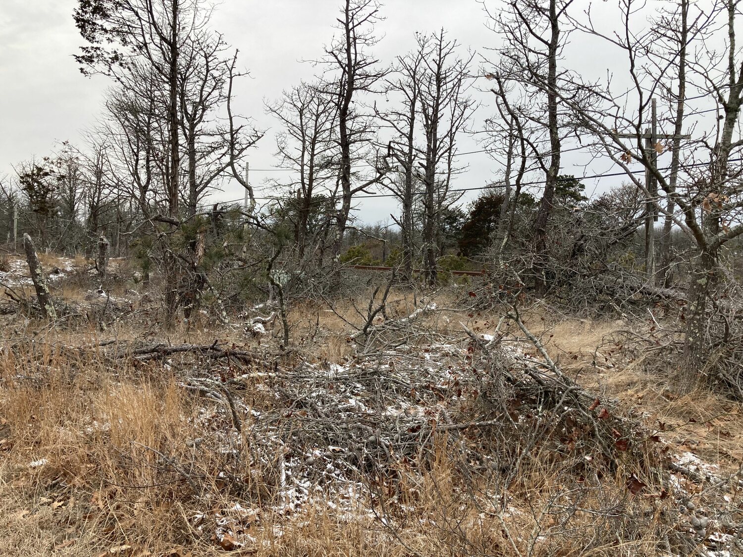 East Hampton Town is working on mitigating the fire risk caused by dead pine trees in Napeague and elsewhere in town. KYRIL BROMLEY