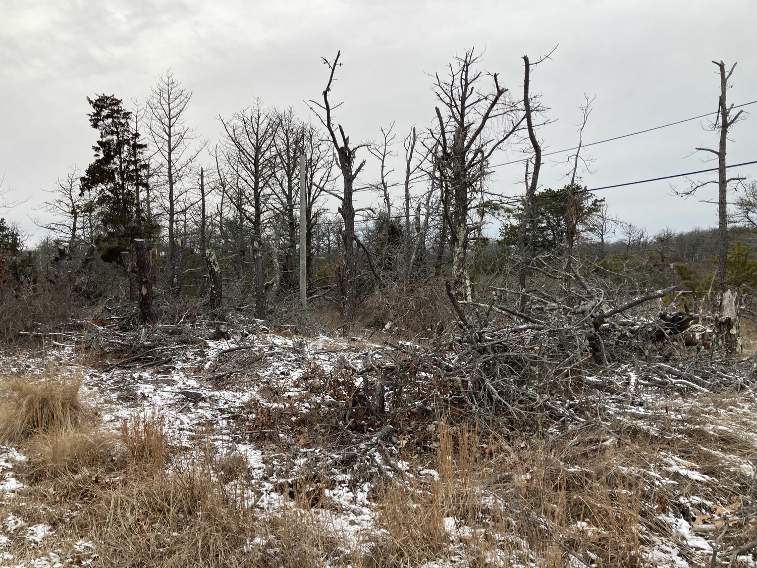 East Hampton Town is working on mitigating the fire risk caused by dead pine trees in Napeague and elsewhere in town. KYRIL BROMLEY