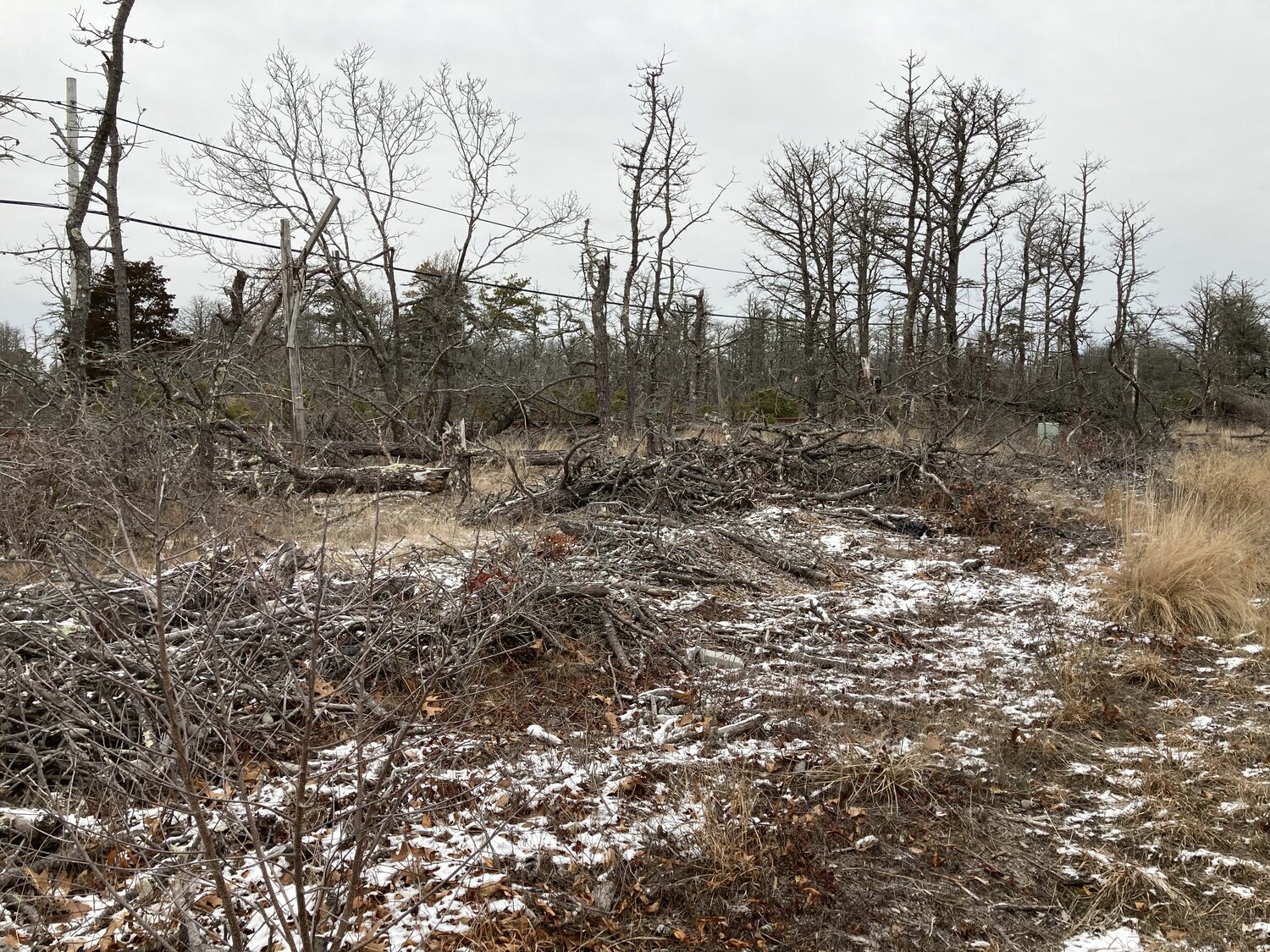 East Hampton Town is working on mitigating the fire risk caused by dead pine trees in Napeague and elsewhere in town. KYRIL BROMLEY