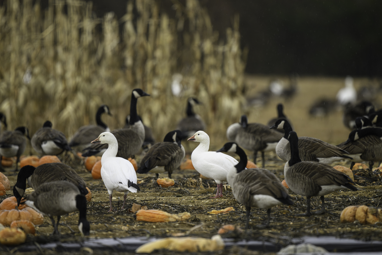 Geese foraging at Hank's Pumpkintown, Water Mill.   MARIANNE BARNETT